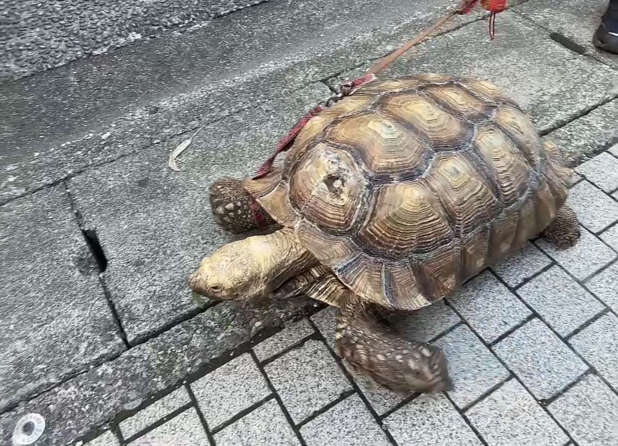 A tortoise on a red leash walking along the paved path in Enoshima.